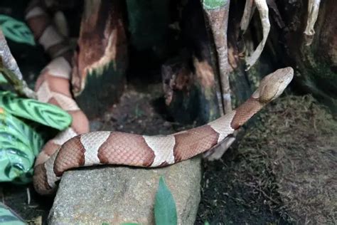 Snake Locomotion: How Do Legless Animals Move Around?