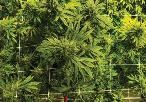 10 Harvesting and Post-Harvest Tips - Cannabis Business Times