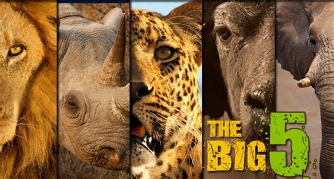 The Big Five Wildlife Animals in Tanzania | tanzania big five