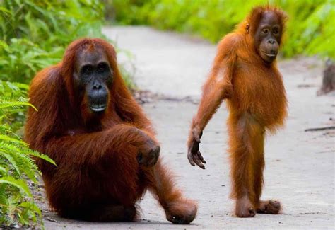 7 AMAZING ORANGUTAN SAFARIS - Travel magazine for a curious ...