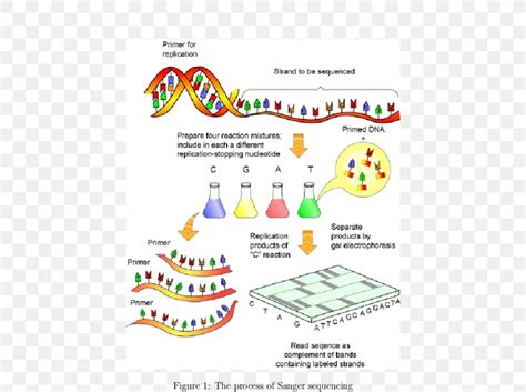 Human Genome Project DNA Sequencing Sanger Sequencing, PNG, 570x611px ...