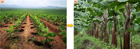 The planting and growth of banana plants in a new banana orchard. (a)... | Download Scientific ...