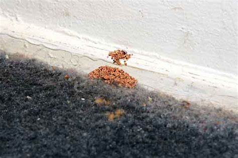 Drywood Termites Treatment in Florida | McCall Service