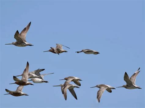 Ultimate Guide to Teluk Air Tawar, Penang's birdwatching secret