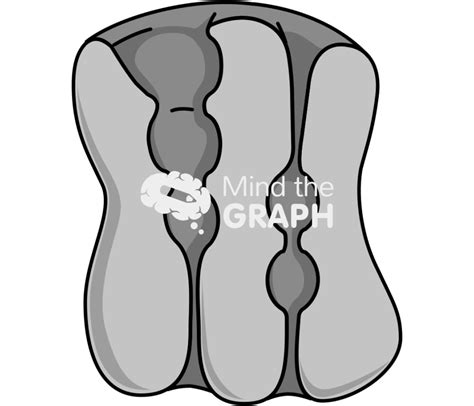 Sodium potassium pump 3