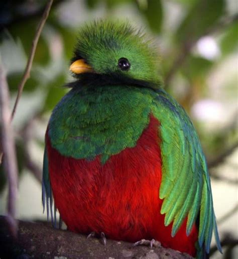 TitleMeet Guatemala's national bird, a baby Resplendent Quetzal Kinds ...