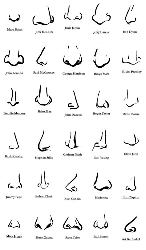 Different Nose Shapes Types