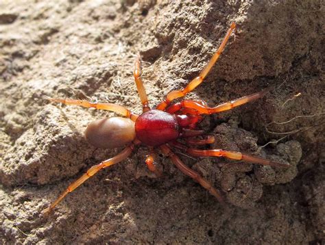 Common Spiders to Watch for In Colorado | Poisonous and Non-Venomous Species