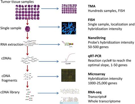 Overview of the gene expression detection assays for cancer tissue ...