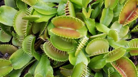 7 Carnivorous Plants: Care, Types And Traits