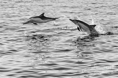 Jump for joy - Common Dolphins leaping. Photograph by Jamie Pham - Fine Art America