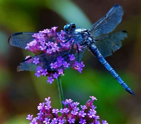 Pretty blue dragonfly on purple flower. | Dragonfly | Pinterest