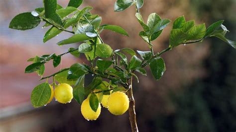 Into The Bloom: How To Grow Lemon Plant At Home | HerZindagi