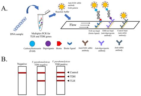 Biosensors | Free Full-Text | Multiplex PCR-Lateral Flow Dipstick ...