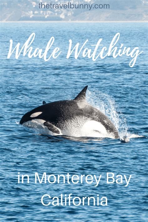 Epic Whale Watching in Monterey Bay