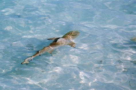 Baby shark pup in sea stock image. Image of water, wildlife - 985035