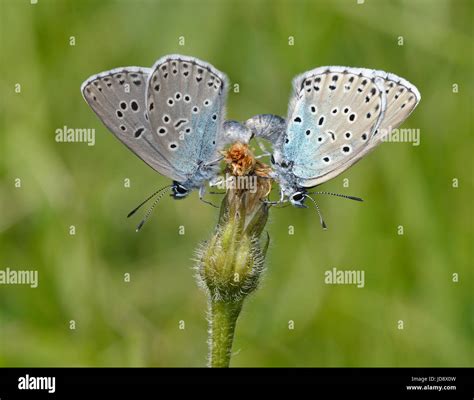 Large blue butterfly hi-res stock photography and images - Alamy