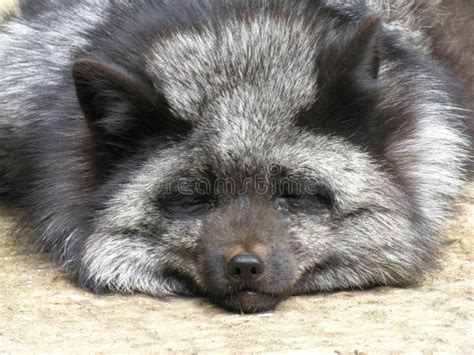 Silver Fox stock image. Image of black, hunting, face, sleeping - 140377