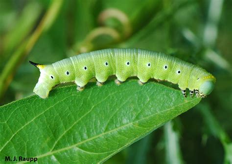 Summer hummer: Hummingbird moth, Hemaris thysbe — Bug of the Week