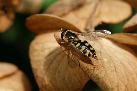 Hoverfly-Identification - Growing Guides