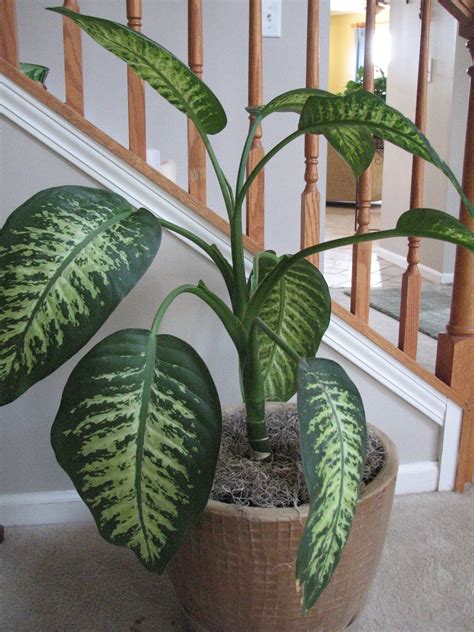 On The Home Front: House Plants | House plants, Plants, Dieffenbachia houseplant