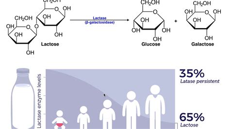 Lactase Enzyme Structure