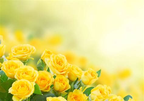 Yellow Rose Gardening - Gardener, Gardening, Garden Care