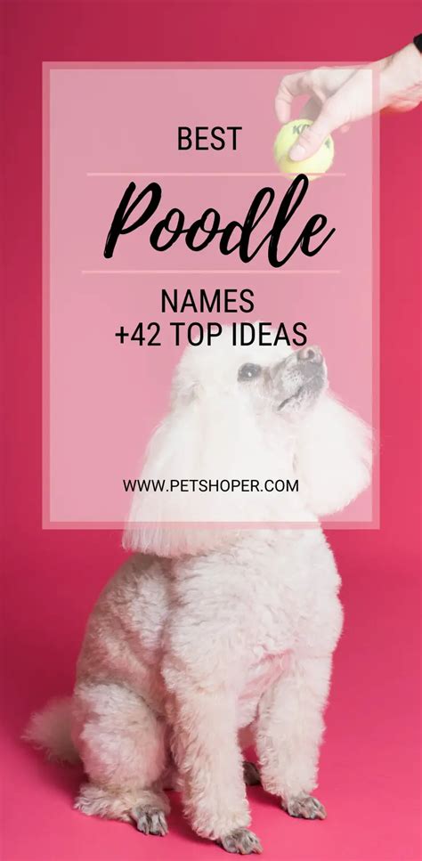 Best Poodle Names 42+ CUTE Ideas [with Video] - PetShoper