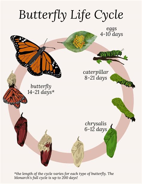 Explore The Butterfly Life Cycle with A Free Coloring Page