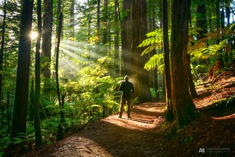 Early Forest Walk - Adrian Hodge Photography