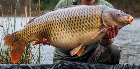 Can You Eat Carp and How Does It Taste? - Fishmasters.com