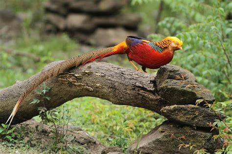 Golden Pheasant - Facts, Information and Pictures | Popular Bird | by Pets Planet.. - Amazing ...