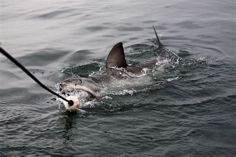 Is That A Shark? Expert Explains How To Correctly Identify A Great White Shark's Fin | IBTimes