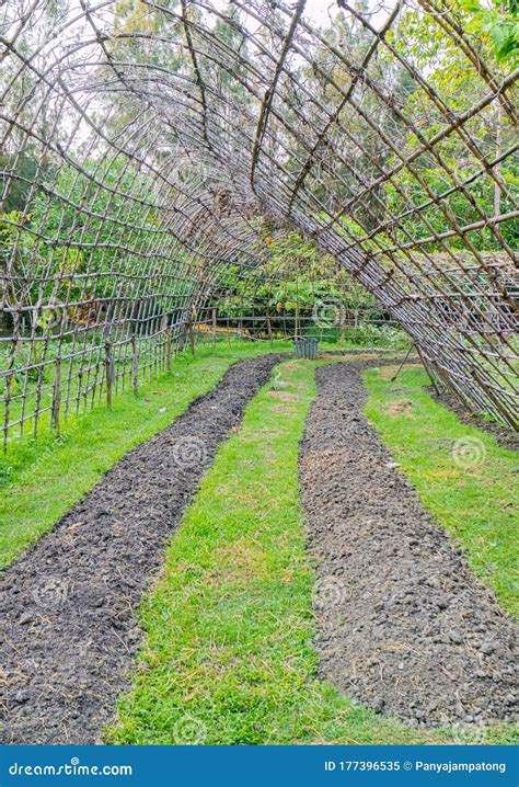 Organic Vegetable Farms are Preparing Areas for Growing Ground Stock Image - Image of farms ...