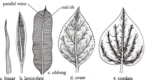 A typical plant leaf (Different parts and types) - Online Science Notes