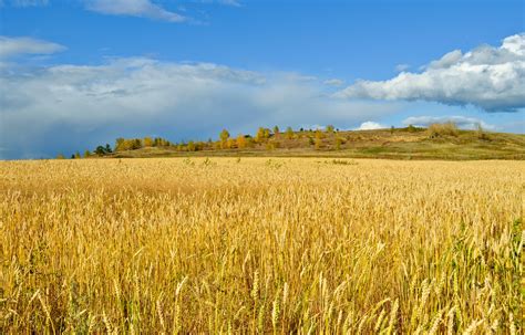 Golden Wheat Field Free Stock Photo - Public Domain Pictures