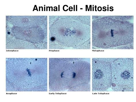 Stages Of Mitosis Under The Microscope Mitosis