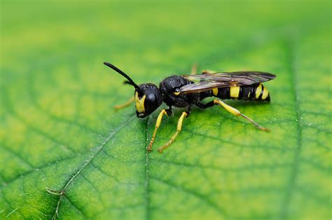 Wasps | entomacrographic