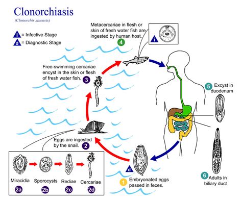 Public Domain Picture | This is an illustration of the life cycle of Clonorchis sinensis, the ...