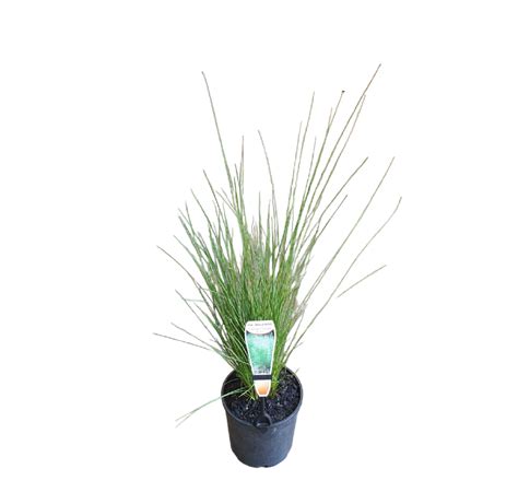 POA LABILLARDIERI 140MM | Garden Feast