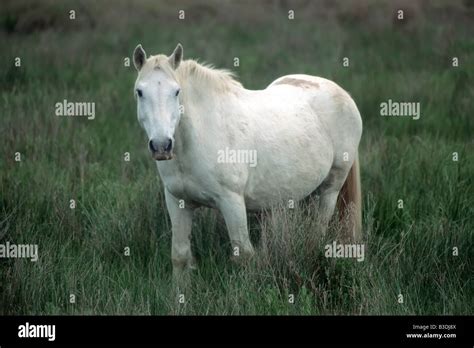 Camargue Horse in South France Stock Photo - Alamy