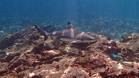 Blacktip Reef Sharks · Local Dive Thailand