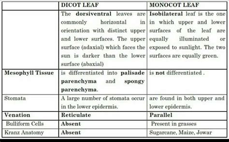 Difference between dicot and monocot leaf__its all about to help you so don't answer please ...