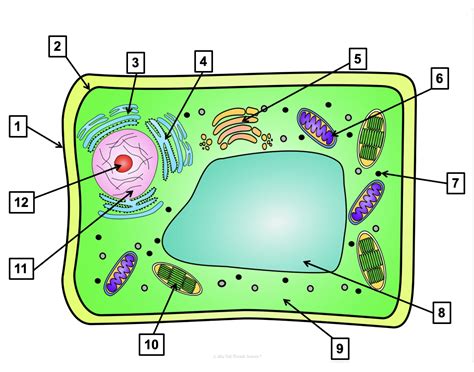 Plant Cell Organelles Quiz