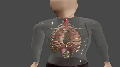 Respiration| inspiration| expiration| breathing 3d animation ...