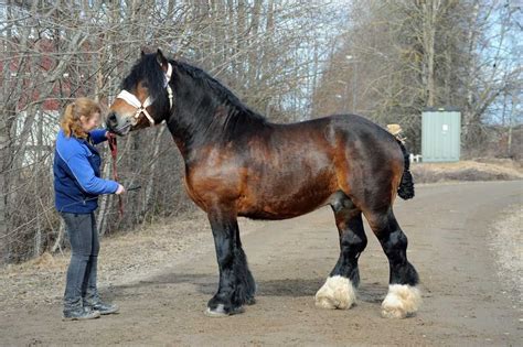 Swedish Ardennes - stallion Massiv Pony Breeds, Horse Breeds, Pretty ...