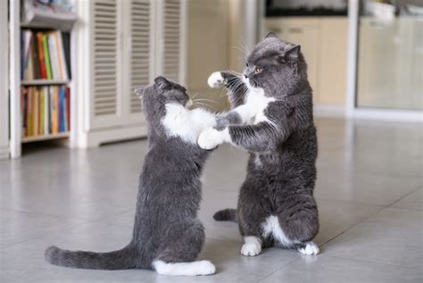 Two Cats 'Fighting Respectfully' Have Internet in Hysterics - Newsweek