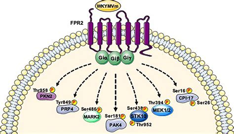 IJMS | Free Full-Text | Phosphorylation Sites in Protein Kinases and ...