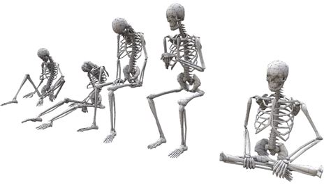 Skeleton Sitting Poses 3D Model | Sitting poses, Skeleton anatomy, Skeleton