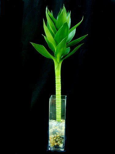 Lucky Bamboo Lotus Bamboo with Leaves 45cmchinese Fengshui Bamboo ...
